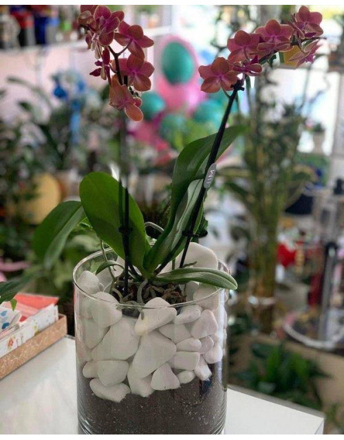 Σύνθεση Γυάλας Με Πέτρες Και Ορχιδέα Μίνι