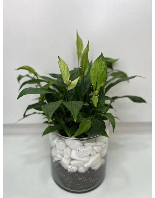 Σύνθεση Γυάλας Με Πέτρες Και Σπαθυφυλλο Μικρό