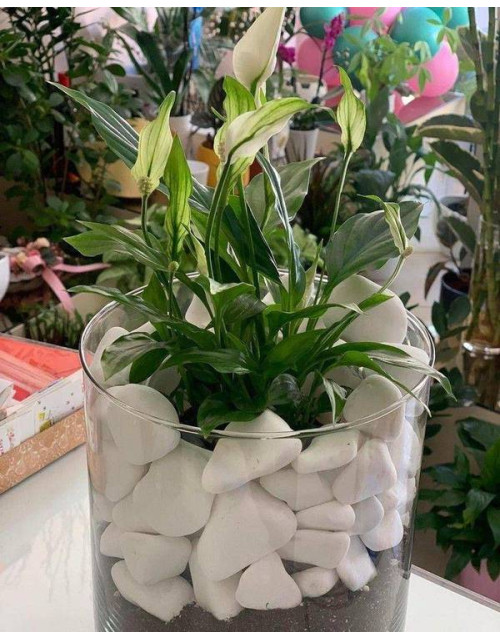 Σύνθεση Γυάλας Με Πέτρες Και Σπαθυφυλλο Μικρό