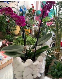 Σύνθεση Γυάλας Με Πέτρες Και Ορχιδέα Μίνι