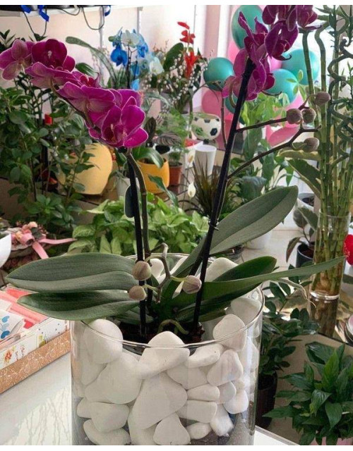 Σύνθεση Γυάλας Με Πέτρες Και Ορχιδέα Μίνι