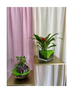 σύνθεση σε γυαλί με φυτο εσωτερικού χώρου και πέτρες