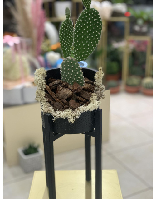 Η ασυνήθιστη σύνθεση 